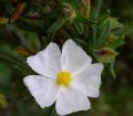 Cistus monspeliensis